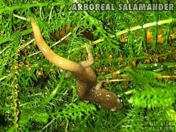 Arboreal Salamander