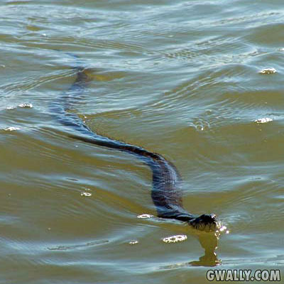 Borneo Monster Snake