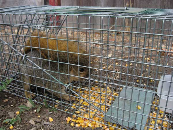 Squirrel in a cage