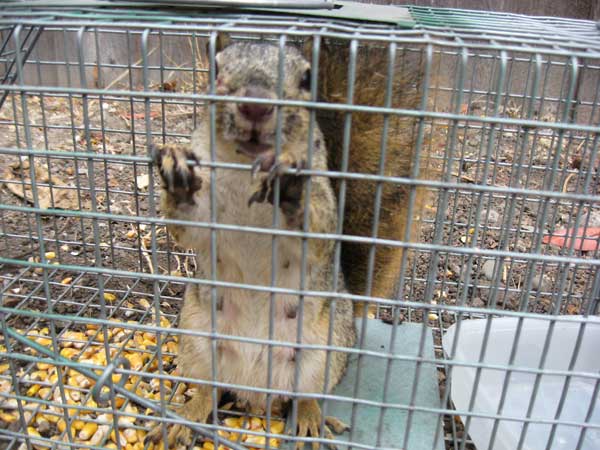 Squirrel in a cage